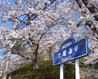 みなとみらいの桜